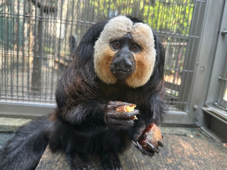 お食事中のモップくん（過去の画像）。