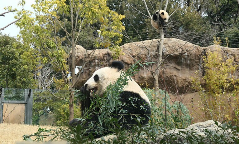 竹を食べるシンシンと木の上で寝ているレイレイ。2022年3月23日。