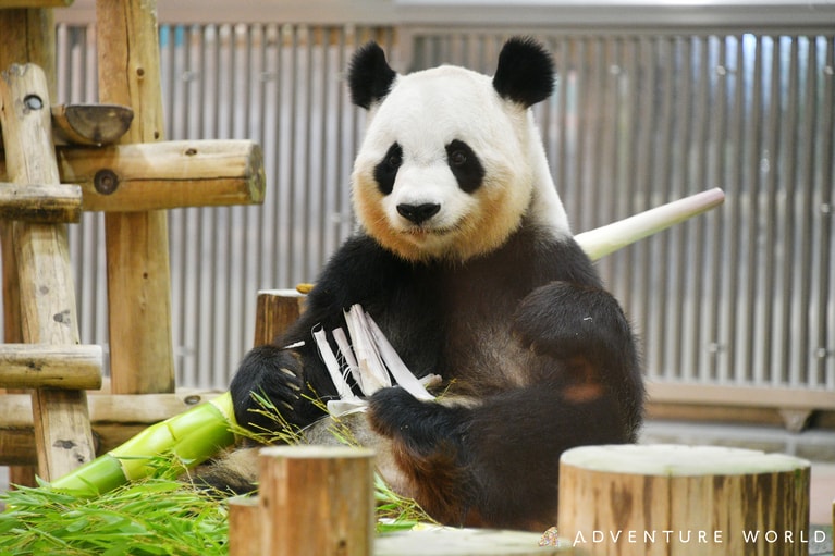 良浜。©アドベンチャーワールド