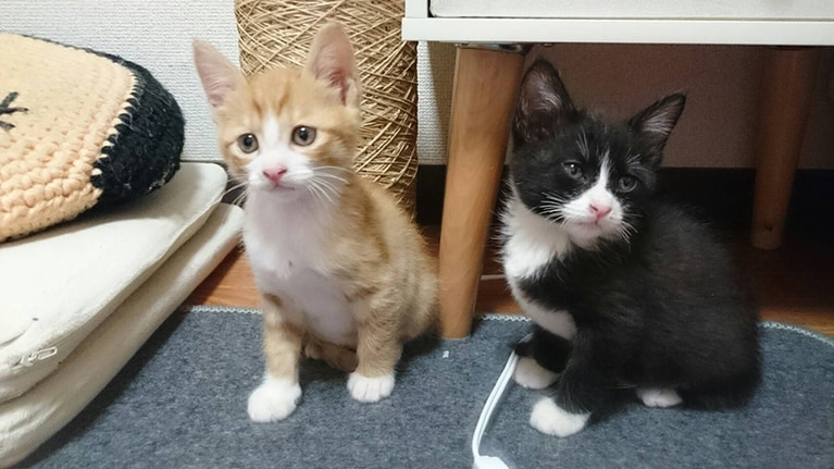 そんなとき、2匹と出会いました。