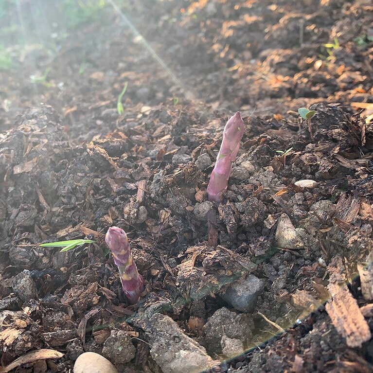 ロックダウンとなった直後に畑で見つけたアスパラの頭に興奮！ ©Kazuyo Yasuda