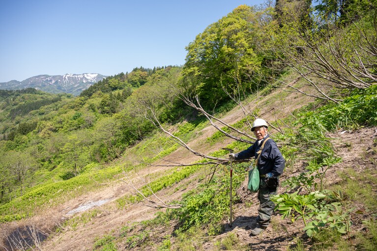 傾斜地に立つ、山菜師匠こと村山達三さん。