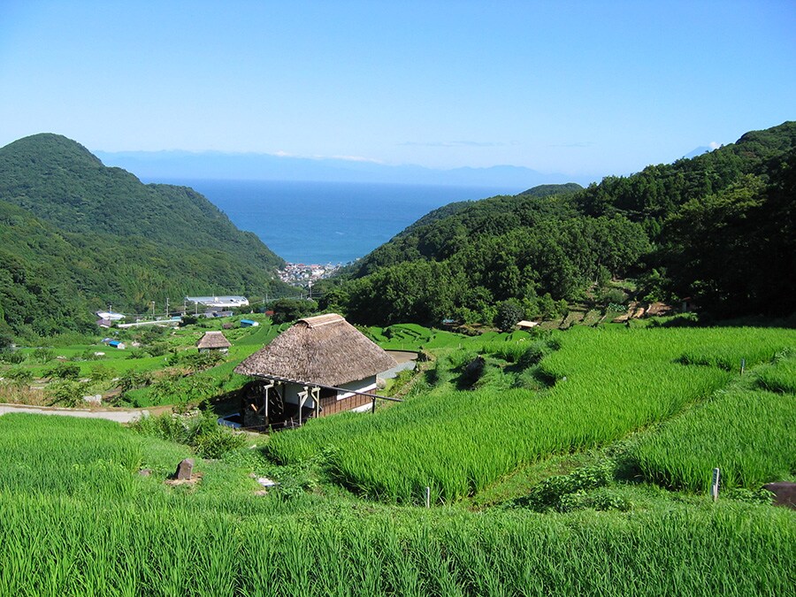 石部の棚田。