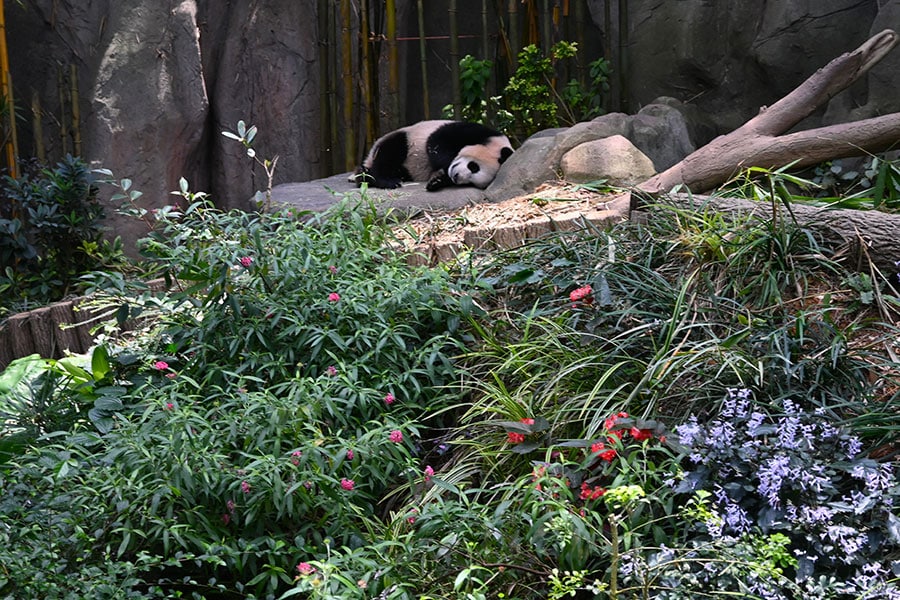 すやすや眠るラーラー。植栽もパンダ館の見どころの一つ。