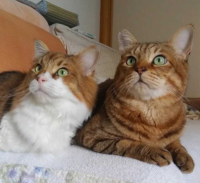 レミー（短毛）とロミー（長毛） オス 7歳。仲良し兄弟（多分）時々シンクロ（ポンポコさん）。