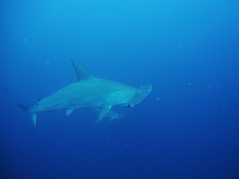 筋肉の動きがなめらか、かつ優美。サメって美しい生き物だと思いました©海遊社