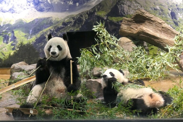 上野動物園で竹を食べるシンシン（左）と、その様子を眺める息子のシャオシャオ。（2023年2月7日、筆者撮影）