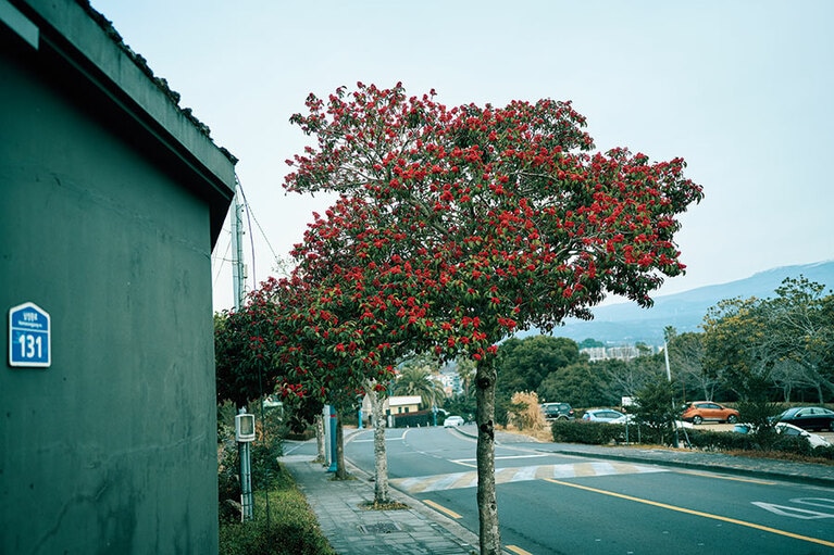 済州のあちこちで赤い実をつけた먼나무（モンナム）が見られる。