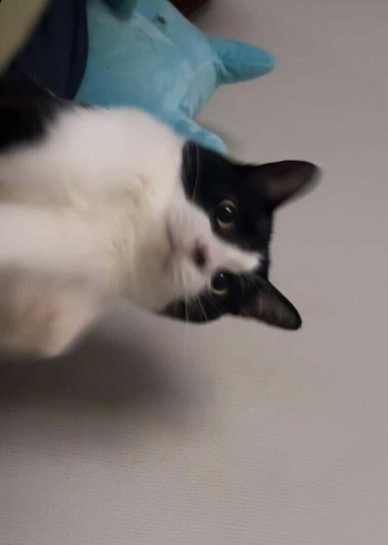 きゃぴたぬき ♂ 1年8カ月。写真 奇跡の一枚 ふとした瞬間におめめまん丸で盛れ詐欺写真（きゃっぴーぽんぴーさん）