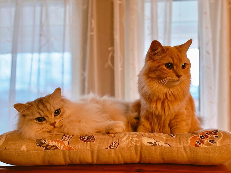 左：エリィ、右：ミリィ ♀ エリィ3歳、ミリィ1歳。新しく我が家にやってきたミリィは、寝るときもごはんのときも、いつでもエリィの後をついてまわるお姉さん大好きっ子。夜寝るときは別々だったはずなのに、朝起きるとエリィが寝てるベッドにグイグイ入り込んで我がもの顔です。