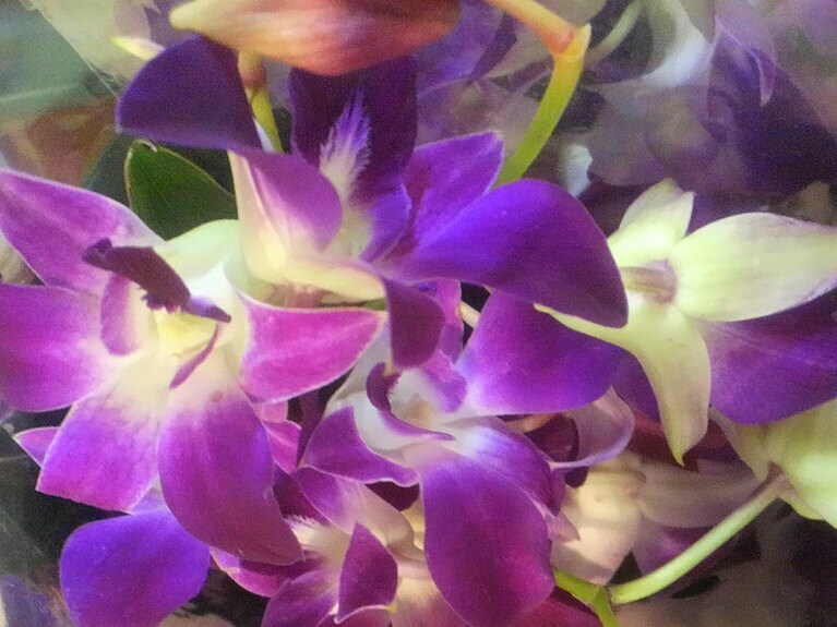 南国の雰囲気満点のデンファレ。