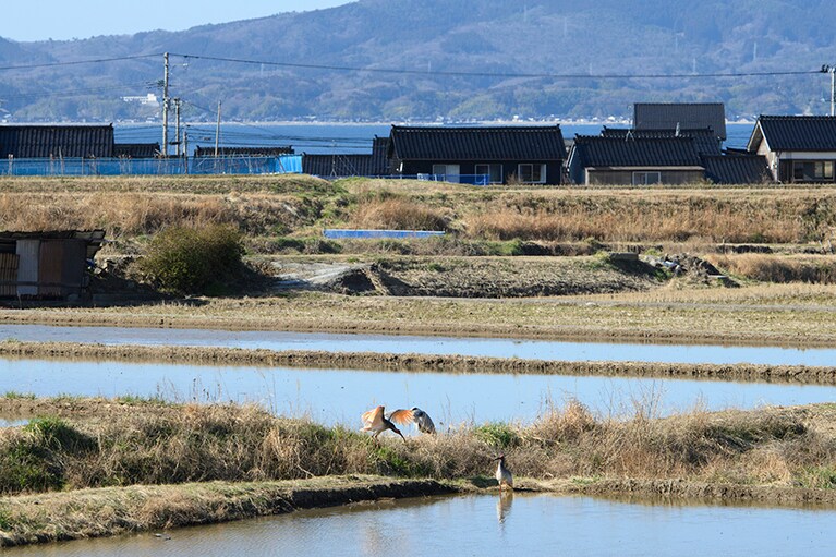 加茂湖の近くで顔の黒口なった冬のトキを発見。