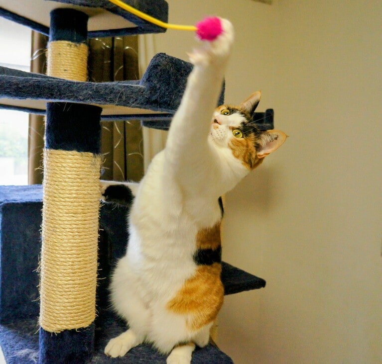 ルビー♀ 14歳。「パンチ炸裂にゃ」（飼い主さんより）。