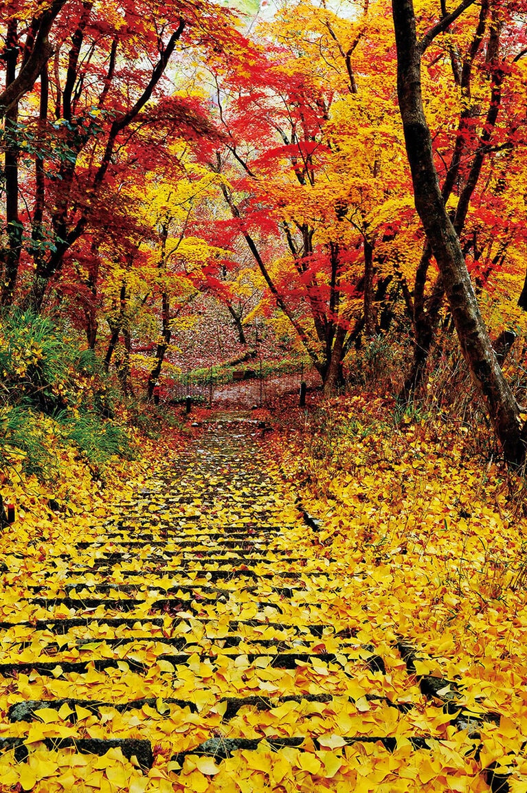 【大分県】御霊もみじ。