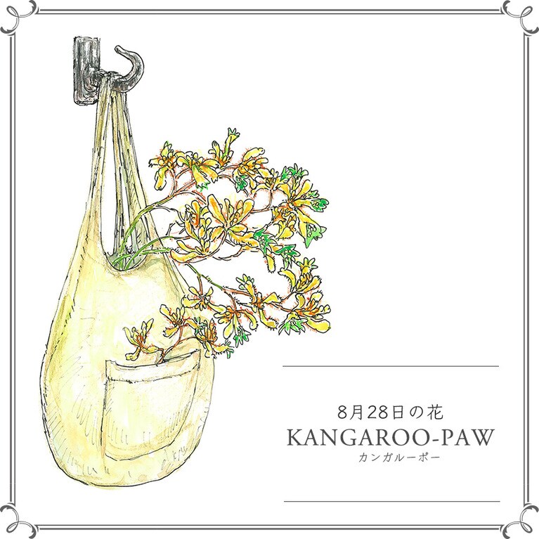 8月28日の花「カンガルーポー」