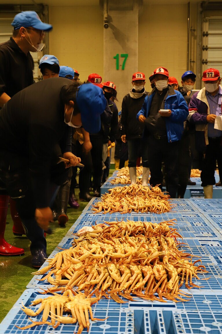【鳥取県】境港の松葉がにのセリ風景。
