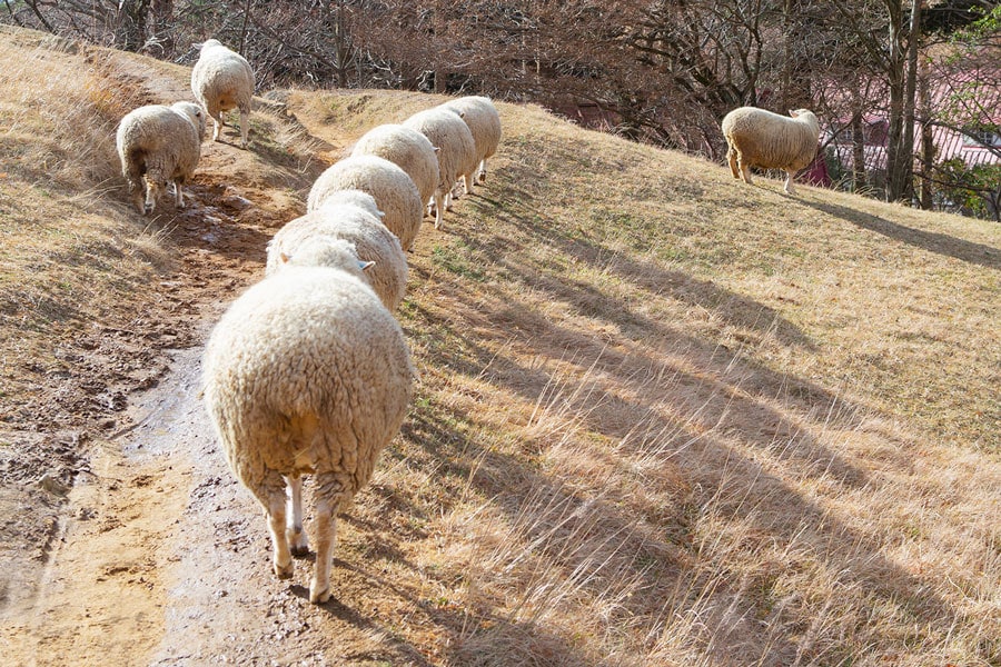 羊たちが園内を自由に歩く「六甲山牧場」ではこんな光景も。撮影は12月。