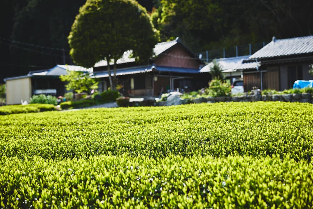 美しい茶畑が一面に広がる奥伊勢・神瀬地区。