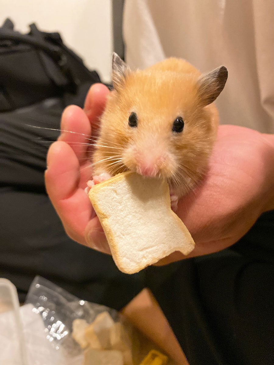 うちの子ベストショット(3)「よくばりすぎはむはむ」