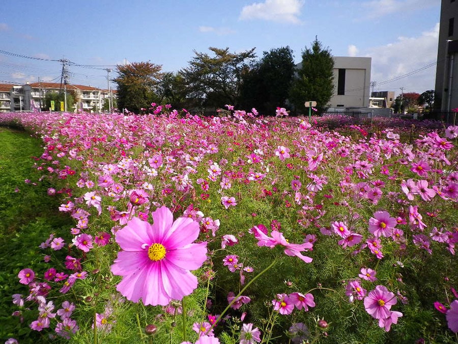 久喜市のコスモスふれあいロード／埼玉県