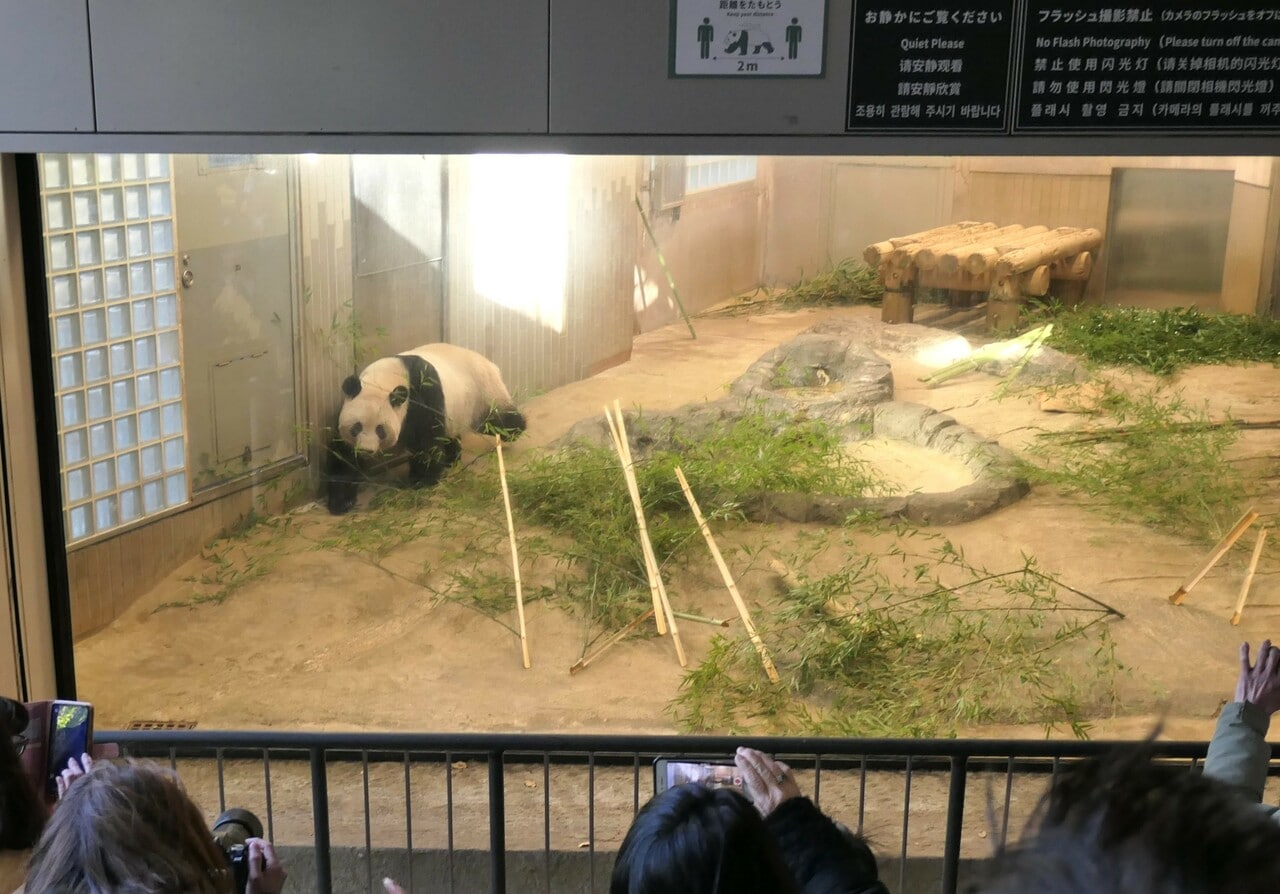 「屋内放飼場2」にいたシャンシャン。（2023年1月21日、筆者撮影）