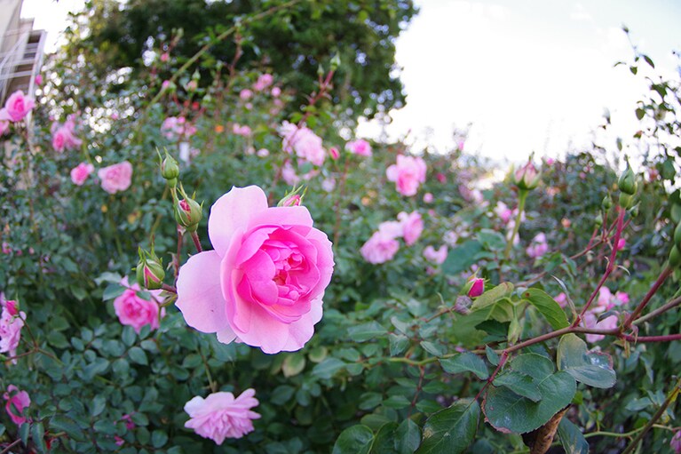 石田ローズガーデンの秋咲きのバラ／秋田県
