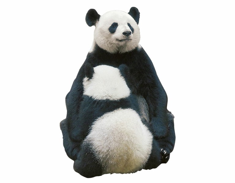 【フランス】「ホァンホァン＆ユエンモン」2017年8月4日生まれのユエンモンは2023年7月4日に繁殖のため中国へ行く予定だと発表された。／2018.8.4撮影 @ボーヴァル動物園