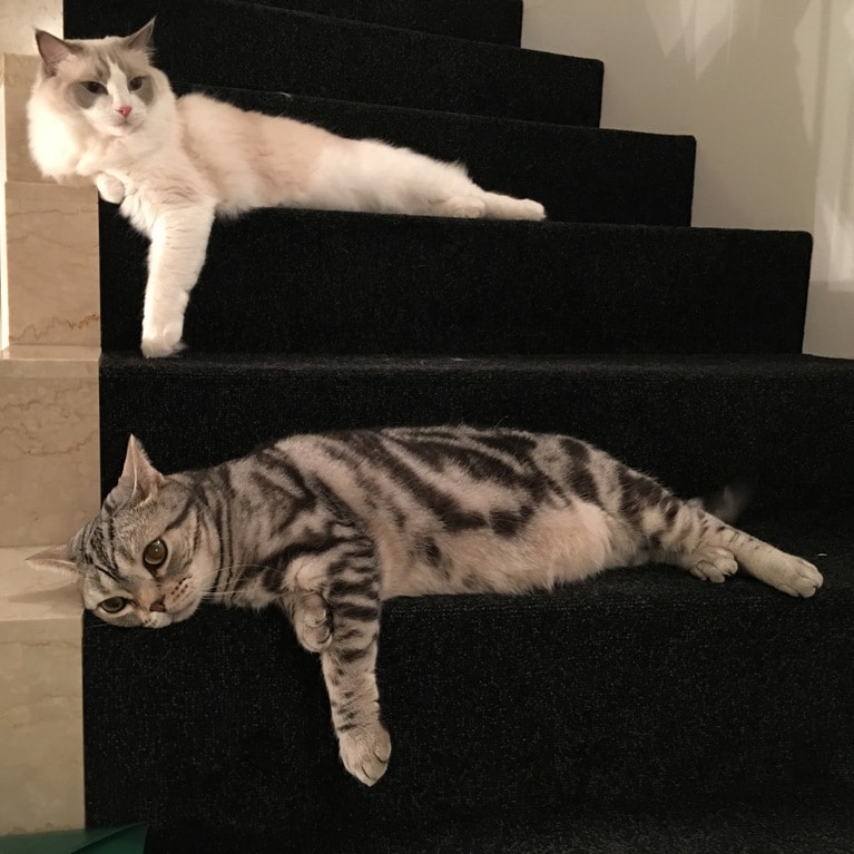 小林さんの愛猫・コウの助くん（上）とのジャコ助くん（下）。