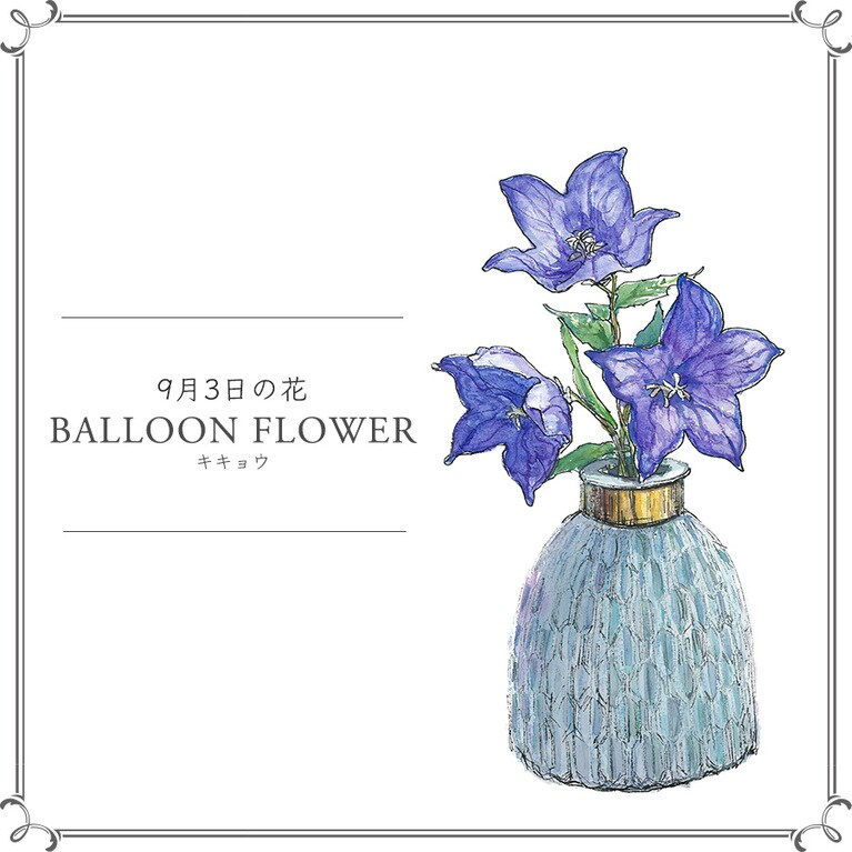 9月3日の花「キキョウ」