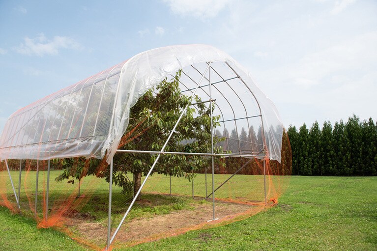 こちらが山火事を免れた奇跡の木。