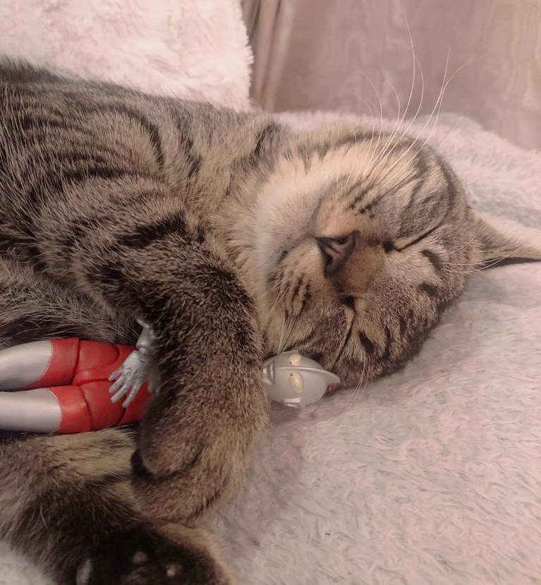 アテチ ♀ 1歳。ウルトラマンが大好きなアテチです。