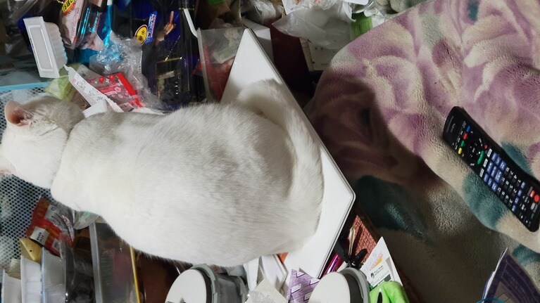 シロ ♂ 4歳。パソコンの上のにゃん、哀愁のある後ろ姿、でもどっかと座って動きません、、仕事できないよ～（潦 昶さん）