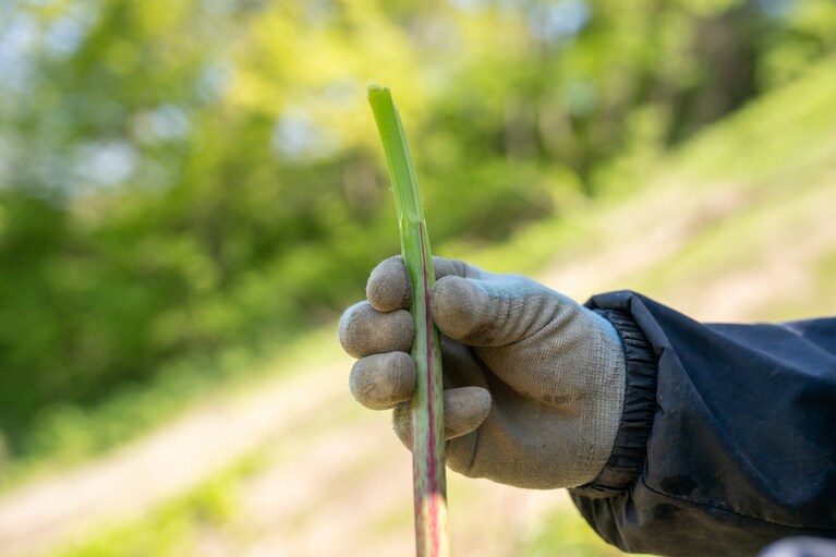「昔は喉が渇いたらこの皮をむいて食べていたんだよ」と達三さん。皮をむいたスッカンボは瑞々しく酸味あり。調理するときは下茹でしてから煮付けにしたり、きんぴらなどにすると美味だそう。