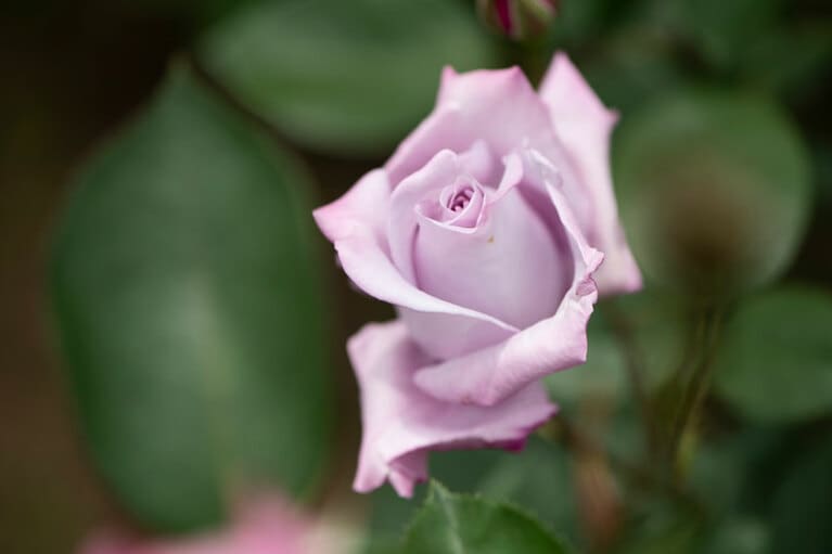 ブルー・ムーン(1964ドイツ)。花は半剣弁高芯咲きで、弁幅の広い大輪。透明感のある花色で目を引く、通称「青いバラ」。