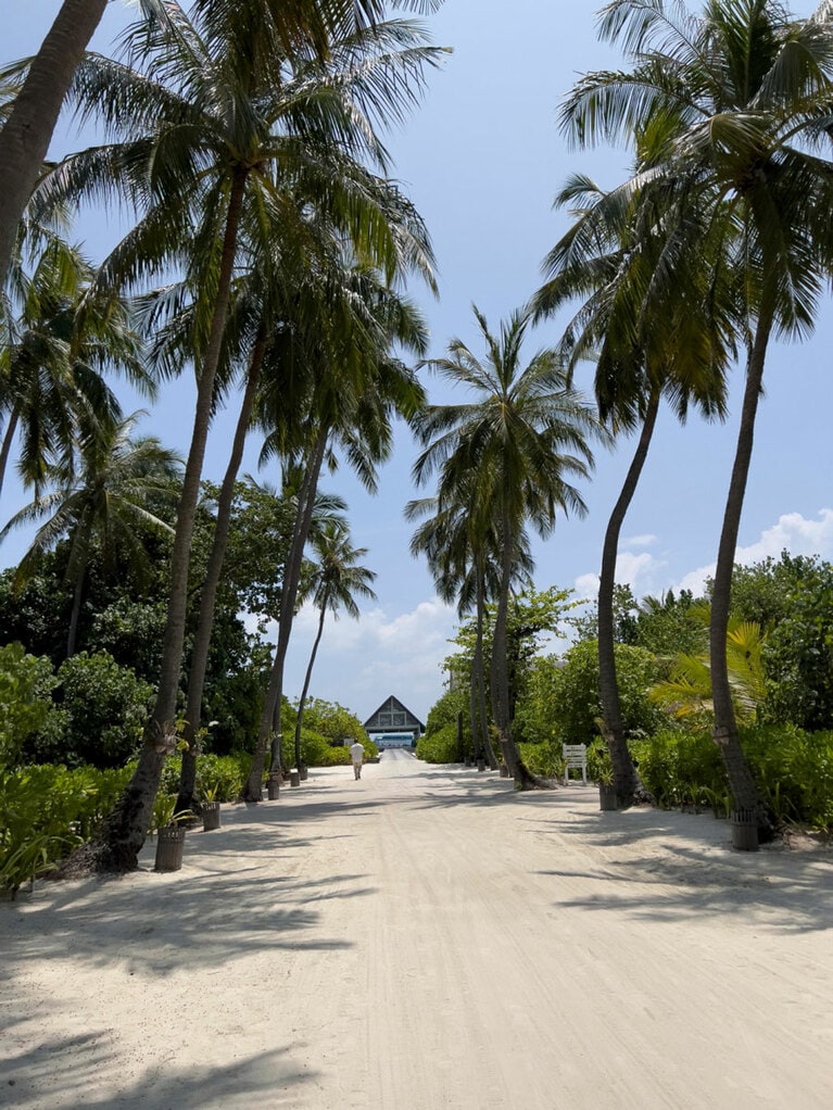 桟橋からレセプションまでは、背の高いヤシの木の間を抜ける。