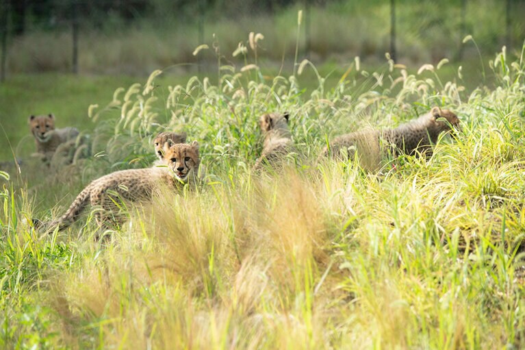 藪の中から鳥の声が!?
