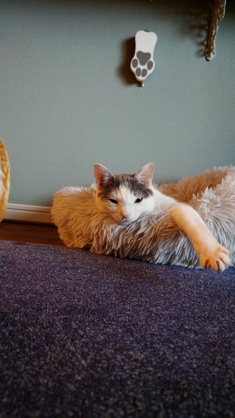 もも メス 11カ月。眠り猫のような柄で暴れん坊な女の子です！（らなっつさん）。