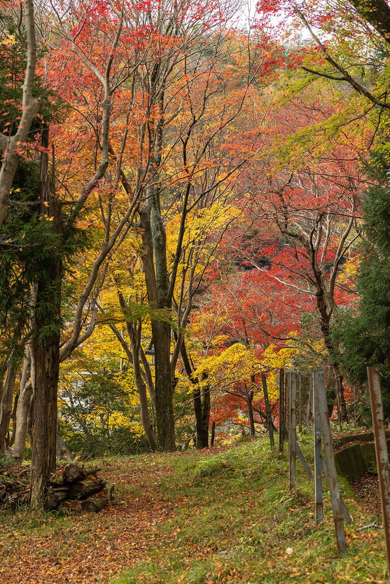 八瀬もみじの小径。