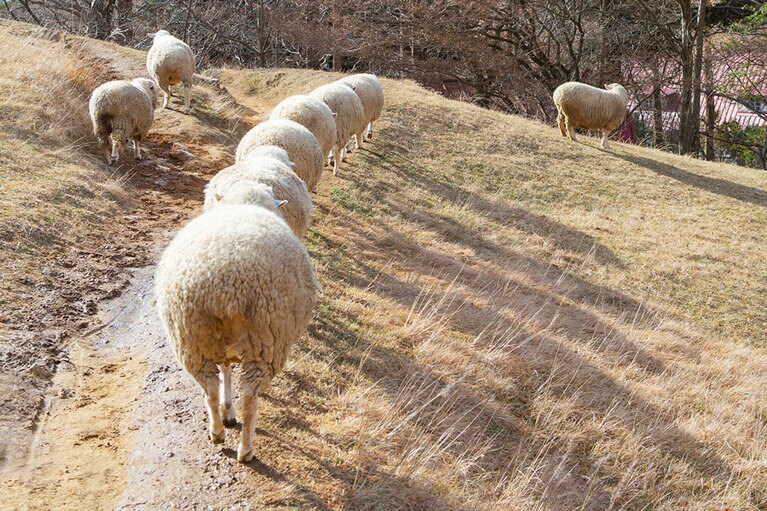 羊たちが園内を自由に歩く「六甲山牧場」ではこんな光景も。撮影は12月。