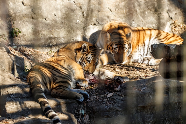 食事に夢中のフタバ。