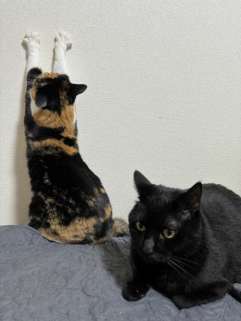 げんちゃんとふくちゃん ♂ 5歳（黒猫）と3歳（ミケ）。ベッドでくつろぐ様子を撮りました（まりこさん）