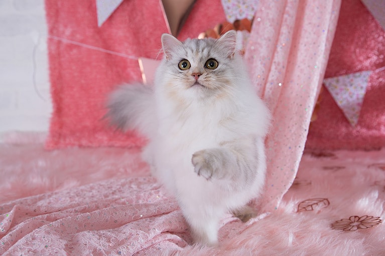 ellie ♀ 0歳。ハーフバースデーの記念にお姫さま気分でパチリ！おすまし顔もかわいいけど、お転婆に跳ねる姿にみんなメロメロでした♡