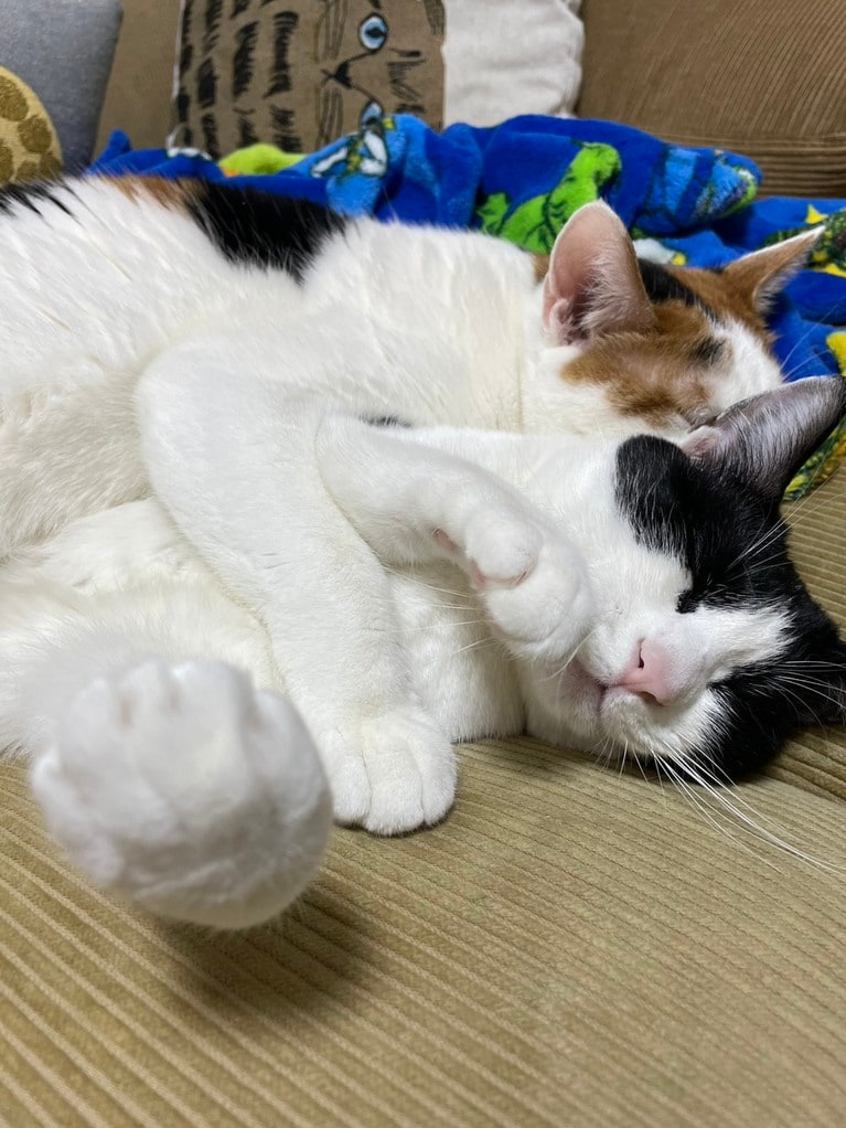 秋山さんの愛猫・キキちゃん（三毛）、ググちゃん（白黒）。