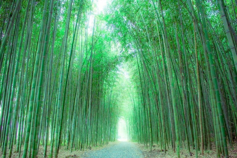 木曽川渡し場遊歩道(かぐや姫の散歩道)。