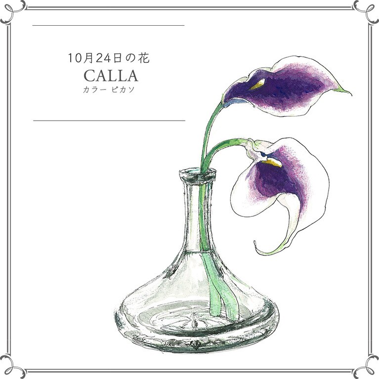 10月24日の花「カラー ピカソ」