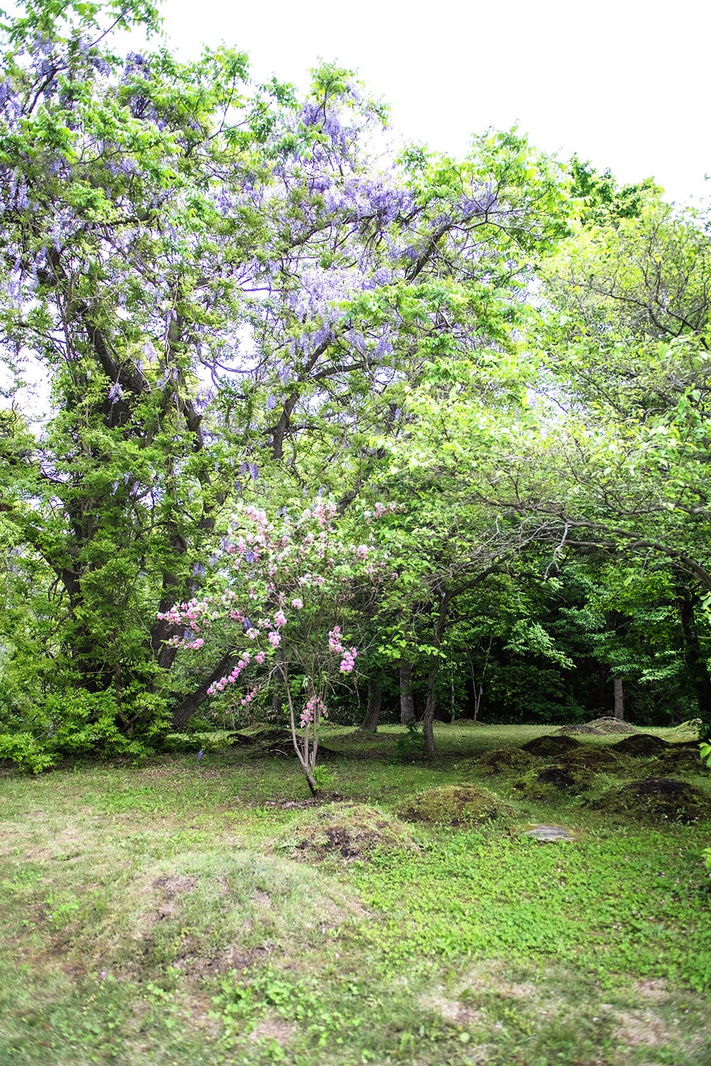藤の木の下には蟻塚のような土坑墓(埋葬する施設)がある。