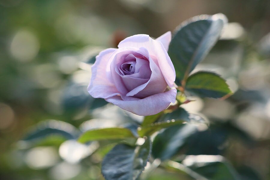 ブルー・バュー：バラ科バラ属。透明感のある花色で目を引く、通称「青バラ」。丸弁の平咲きでほのかにティーローズの香りが。写真提供／神代植物公園