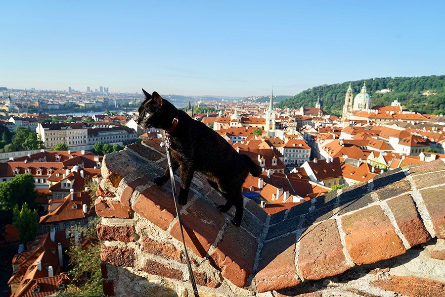 チェコのプラハ城で圧巻の景色に見惚れるノロ。