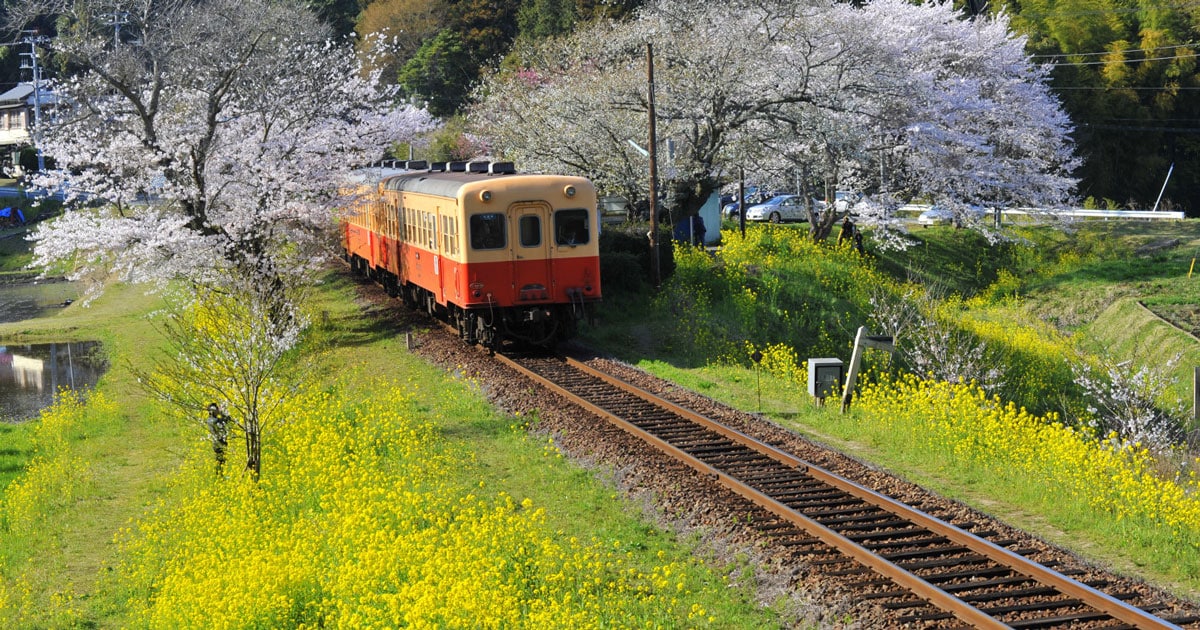 【2021年版】 いつか行きたい！ 日本の春の絶景 “電車×花畑”のレトロな風景5選