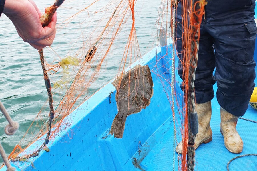 地引網に入ったヒラメ。季節によってあがる魚は変わります。